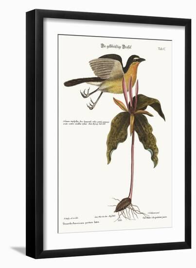 The Yellow Breasted Chat, 1749-73-Mark Catesby-Framed Giclee Print