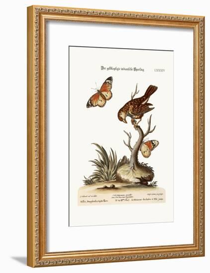 The Yellow-Headed Indian Sparrow, 1749-73-George Edwards-Framed Giclee Print