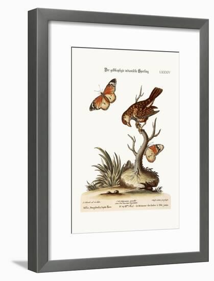 The Yellow-Headed Indian Sparrow, 1749-73-George Edwards-Framed Giclee Print