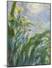 The Yellow Iris (Detail)-Claude Monet-Mounted Giclee Print