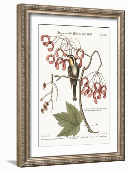 The Yellow-Throated Creeper, 1749-73-Mark Catesby-Framed Giclee Print