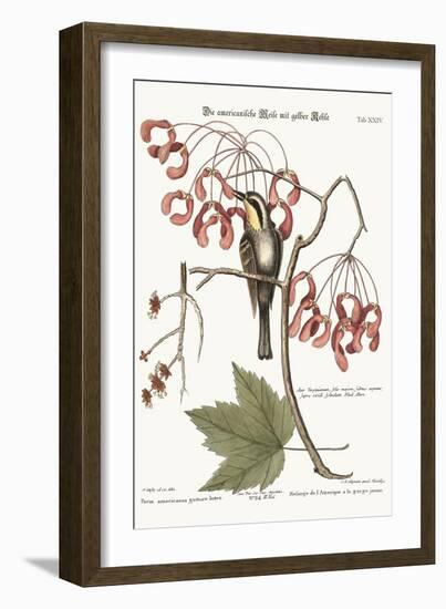 The Yellow-Throated Creeper, 1749-73-Mark Catesby-Framed Giclee Print