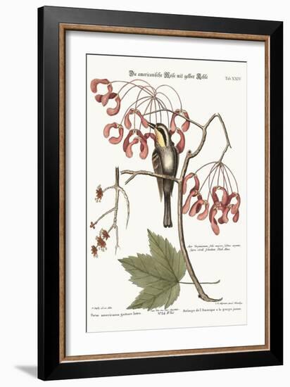 The Yellow-Throated Creeper, 1749-73-Mark Catesby-Framed Giclee Print