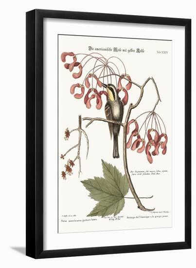 The Yellow-Throated Creeper, 1749-73-Mark Catesby-Framed Giclee Print
