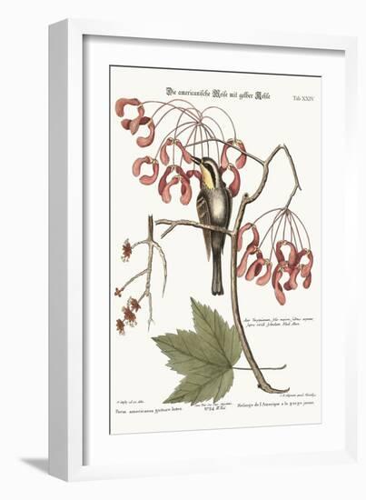 The Yellow-Throated Creeper, 1749-73-Mark Catesby-Framed Giclee Print