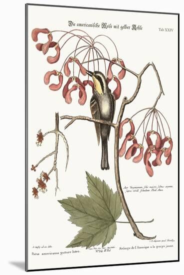 The Yellow-Throated Creeper, 1749-73-Mark Catesby-Mounted Giclee Print