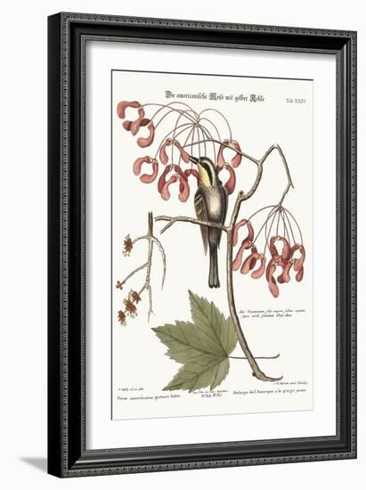 The Yellow-Throated Creeper, 1749-73-Mark Catesby-Framed Giclee Print