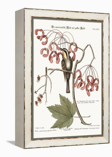 The Yellow-Throated Creeper, 1749-73-Mark Catesby-Framed Premier Image Canvas