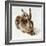 The Young Hare-Albrecht Dürer-Framed Giclee Print