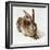 The Young Hare-Albrecht Dürer-Framed Giclee Print