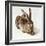 The Young Hare-Albrecht Dürer-Framed Giclee Print