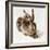 The Young Hare-Albrecht Dürer-Framed Giclee Print