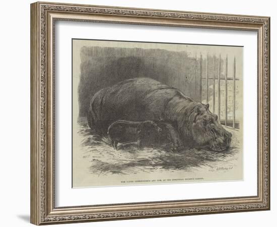 The Young Hippopotamus and Dam, at the Zoological Society's Garden-null-Framed Giclee Print