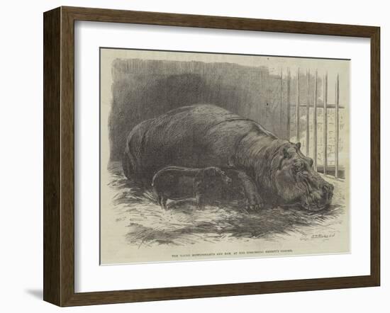 The Young Hippopotamus and Dam, at the Zoological Society's Garden-null-Framed Giclee Print