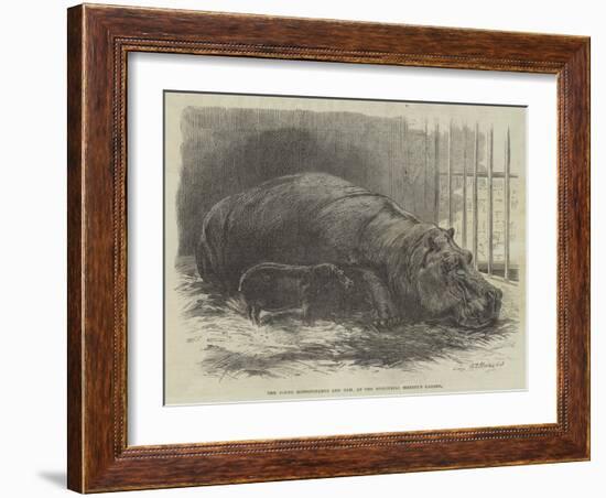 The Young Hippopotamus and Dam, at the Zoological Society's Garden-null-Framed Giclee Print