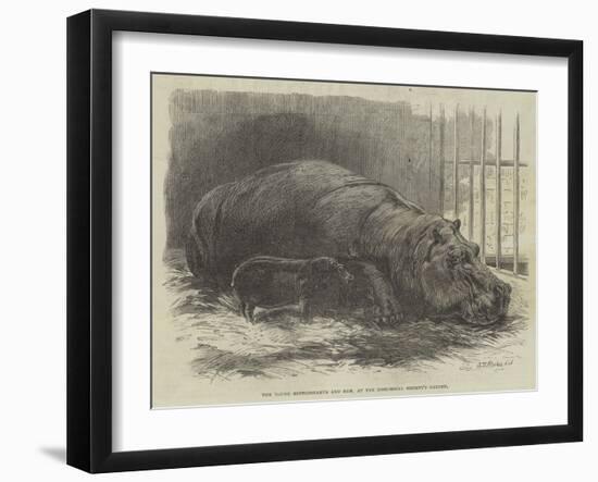 The Young Hippopotamus and Dam, at the Zoological Society's Garden-null-Framed Giclee Print