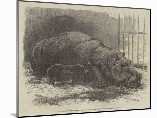 The Young Hippopotamus and Dam, at the Zoological Society's Garden-null-Mounted Giclee Print