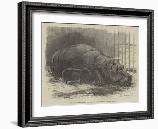 The Young Hippopotamus and Dam, at the Zoological Society's Garden-null-Framed Giclee Print