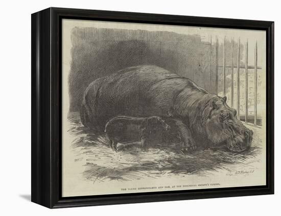 The Young Hippopotamus and Dam, at the Zoological Society's Garden-null-Framed Premier Image Canvas