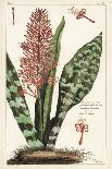 Friar's Cowl or Larus, Arisarum Vulgare-The Younger Dupin-Giclee Print