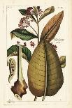 Friar's Cowl or Larus, Arisarum Vulgare-The Younger Dupin-Giclee Print