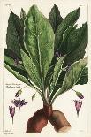 Friar's Cowl or Larus, Arisarum Vulgare-The Younger Dupin-Giclee Print