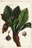 Friar's Cowl or Larus, Arisarum Vulgare-The Younger Dupin-Giclee Print