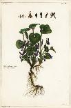 Friar's Cowl or Larus, Arisarum Vulgare-The Younger Dupin-Giclee Print