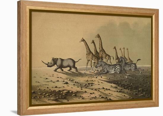 The Zebra, The Giraffe, The White Rhinoceros-null-Framed Premier Image Canvas