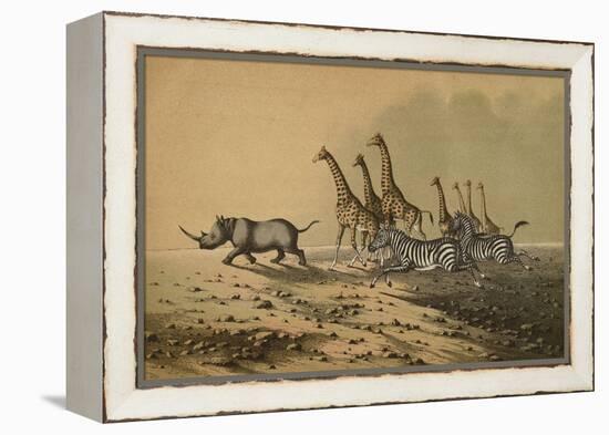 The Zebra, The Giraffe, The White Rhinoceros-null-Framed Premier Image Canvas