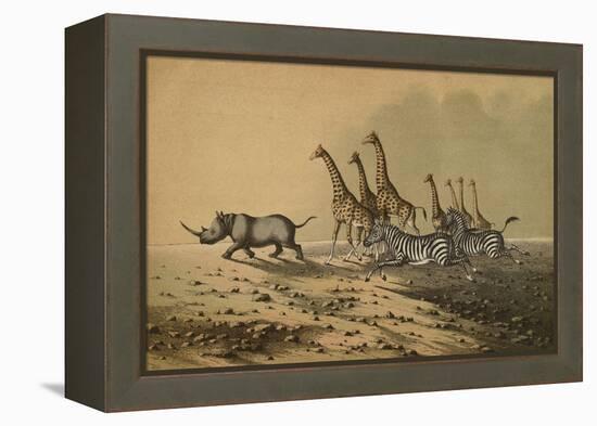 The Zebra, The Giraffe, The White Rhinoceros-null-Framed Premier Image Canvas