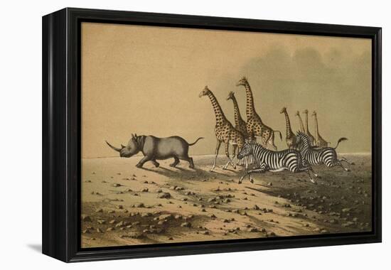 The Zebra, The Giraffe, The White Rhinoceros-null-Framed Premier Image Canvas