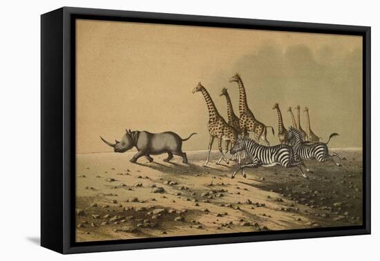 The Zebra, The Giraffe, The White Rhinoceros-null-Framed Premier Image Canvas