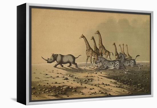 The Zebra, The Giraffe, The White Rhinoceros-null-Framed Premier Image Canvas