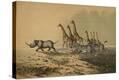 Stretched Canvas Print