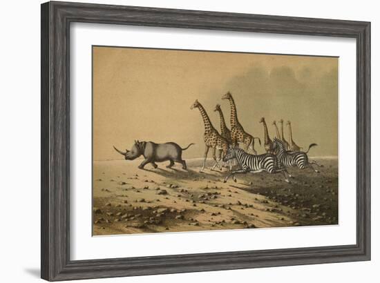 The Zebra, The Giraffe, The White Rhinoceros-null-Framed Premium Giclee Print