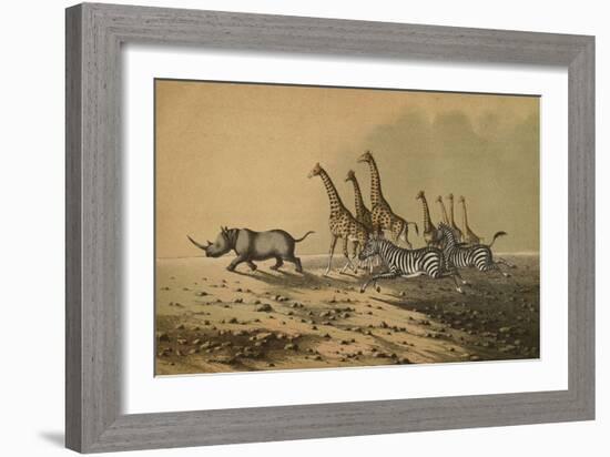 The Zebra, The Giraffe, The White Rhinoceros-null-Framed Premium Giclee Print