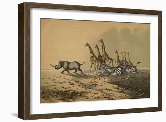 The Zebra, The Giraffe, The White Rhinoceros-null-Framed Premium Giclee Print