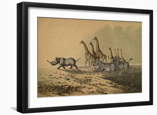 The Zebra, The Giraffe, The White Rhinoceros-null-Framed Premium Giclee Print