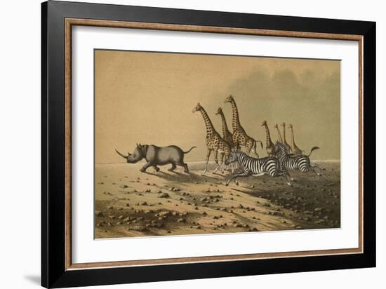 The Zebra, The Giraffe, The White Rhinoceros-null-Framed Premium Giclee Print