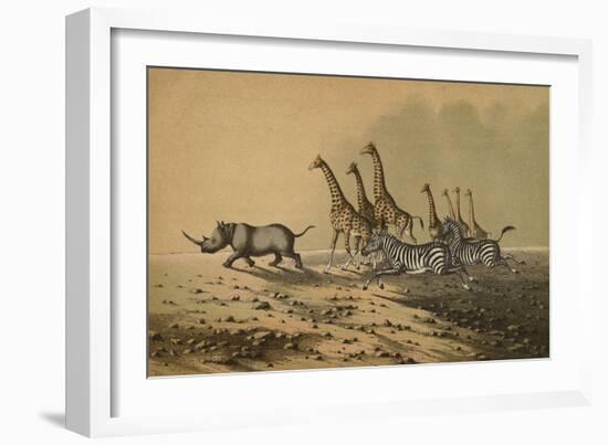 The Zebra, The Giraffe, The White Rhinoceros-null-Framed Premium Giclee Print