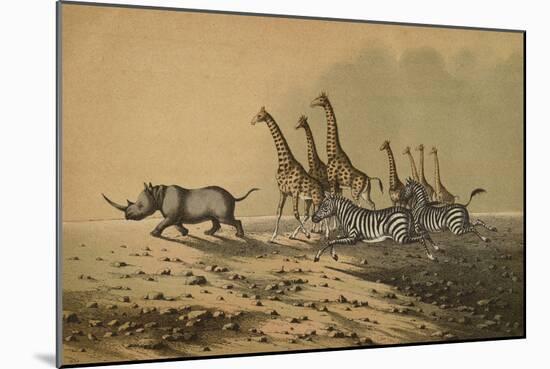 The Zebra, The Giraffe, The White Rhinoceros-null-Mounted Premium Giclee Print