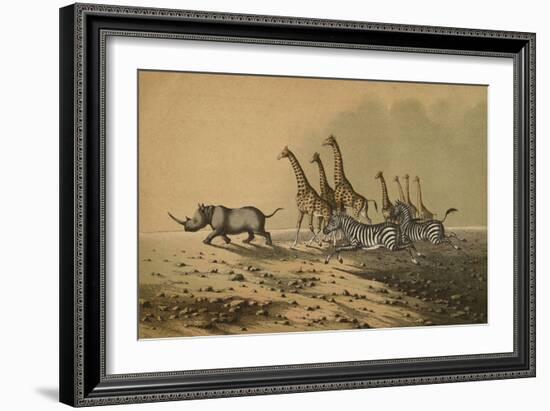 The Zebra, The Giraffe, The White Rhinoceros-null-Framed Premium Giclee Print