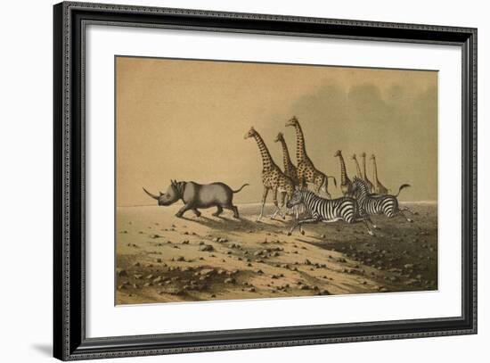The Zebra, The Giraffe, The White Rhinoceros-null-Framed Giclee Print