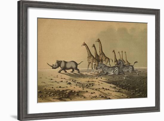 The Zebra, The Giraffe, The White Rhinoceros-null-Framed Giclee Print