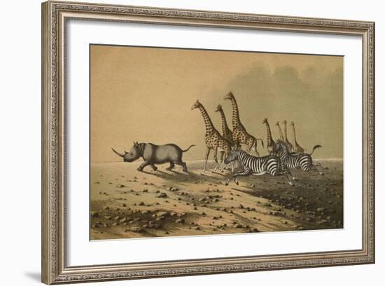 The Zebra, The Giraffe, The White Rhinoceros-null-Framed Giclee Print