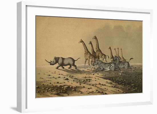 The Zebra, The Giraffe, The White Rhinoceros-null-Framed Giclee Print