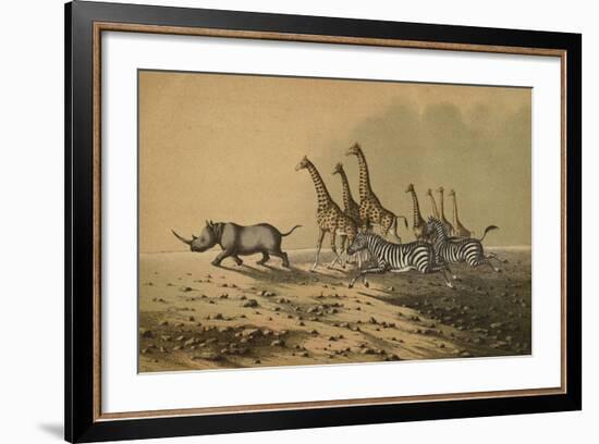 The Zebra, The Giraffe, The White Rhinoceros-null-Framed Giclee Print