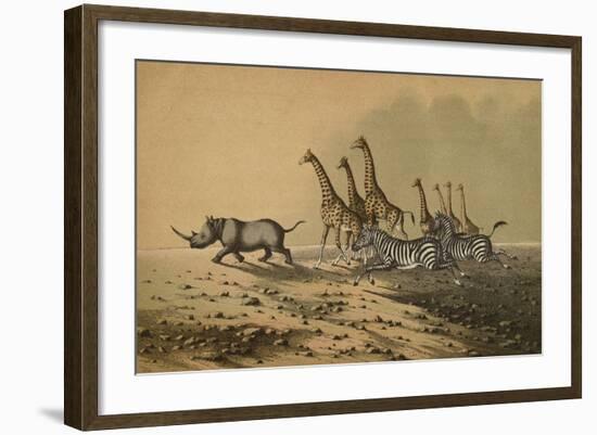 The Zebra, The Giraffe, The White Rhinoceros-null-Framed Giclee Print