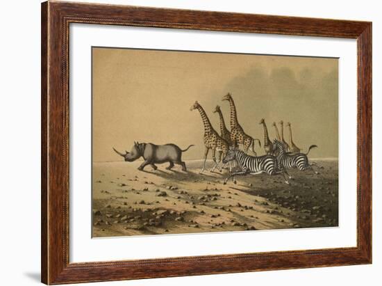 The Zebra, The Giraffe, The White Rhinoceros-null-Framed Giclee Print